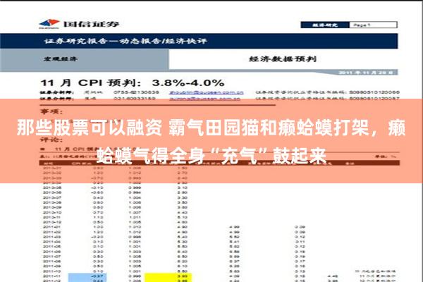 那些股票可以融资 霸气田园猫和癞蛤蟆打架，癞蛤蟆气得全身“充气”鼓起来